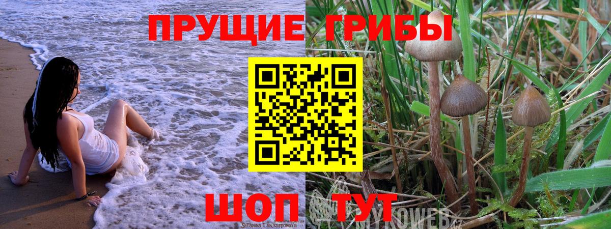 Псилоцибиновые грибы Psilocybine cubensis Дедовск